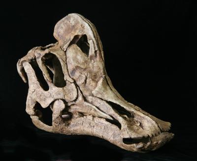 duck billed dinosaur skull